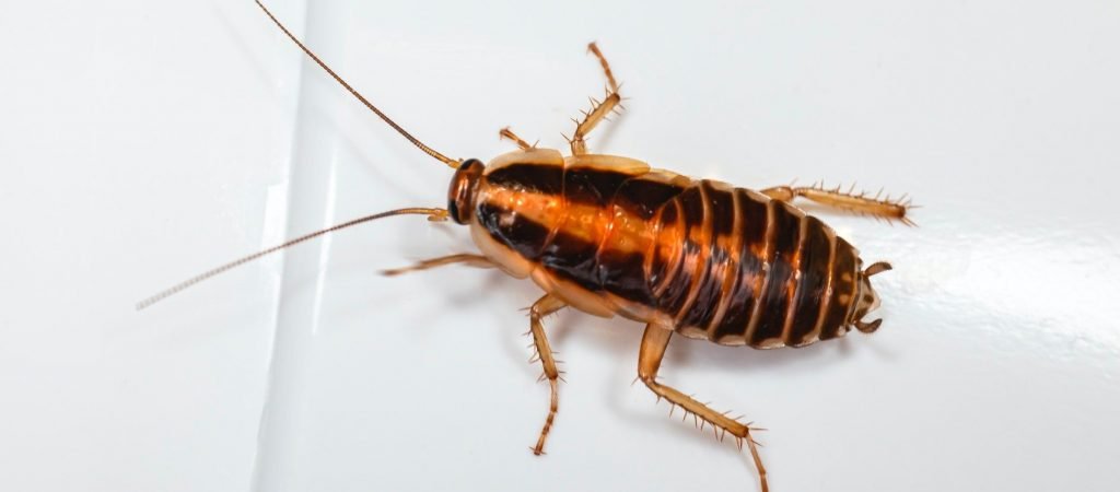 What Is The Largest Cockroach?